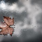 autumn leaf