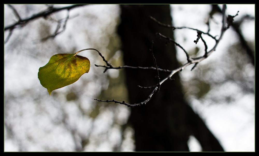 autumn leaf