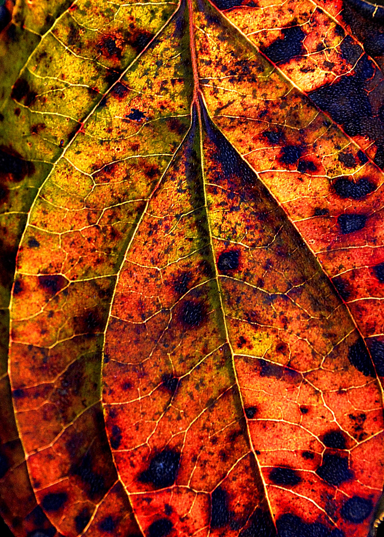 Autumn leaf