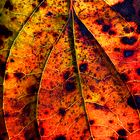 Autumn leaf