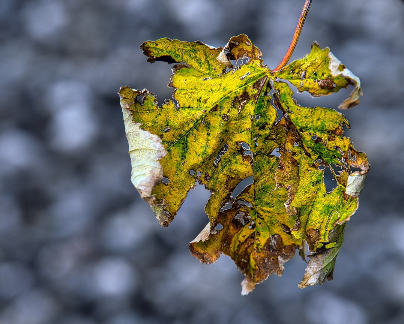 Autumn leaf