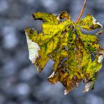 Autumn leaf