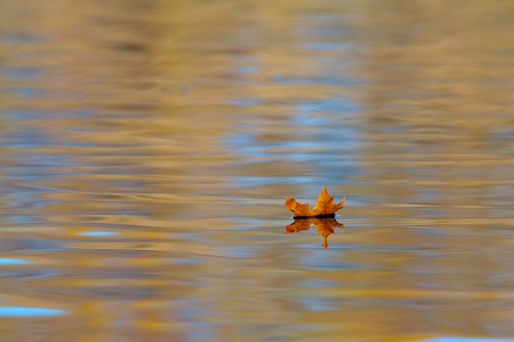 Autumn leaf