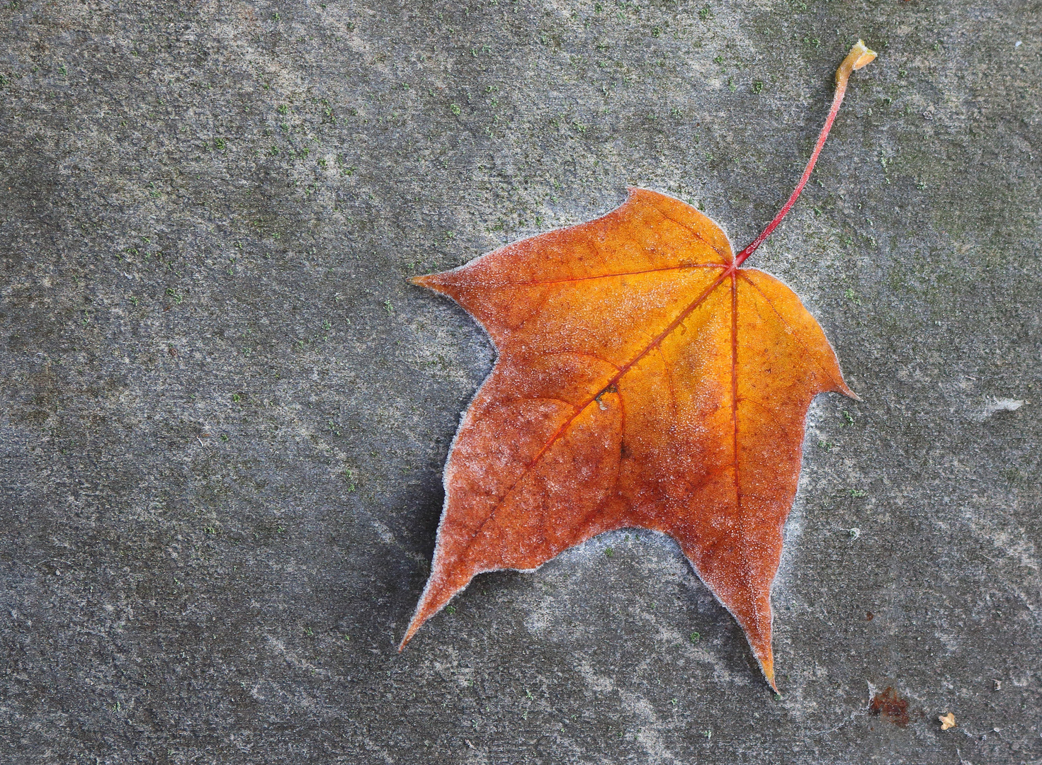 Autumn leaf covered with frost