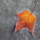 Autumn leaf covered with frost