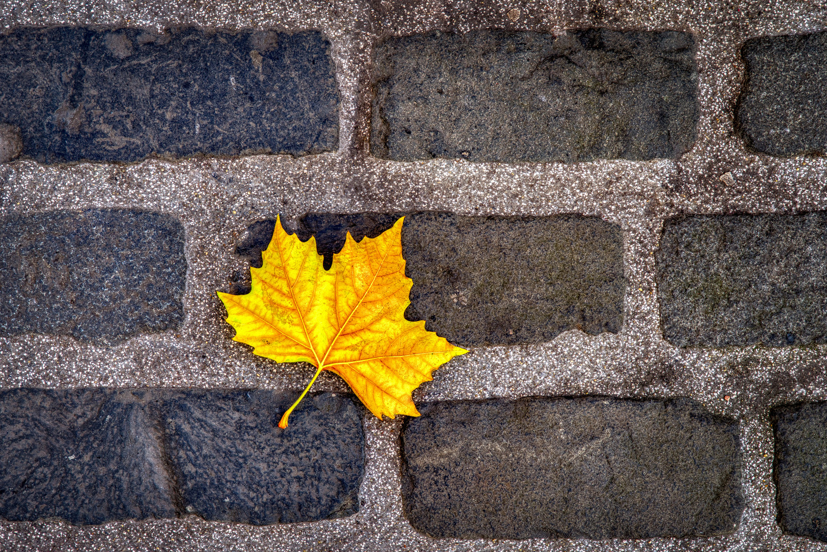 Autumn leaf