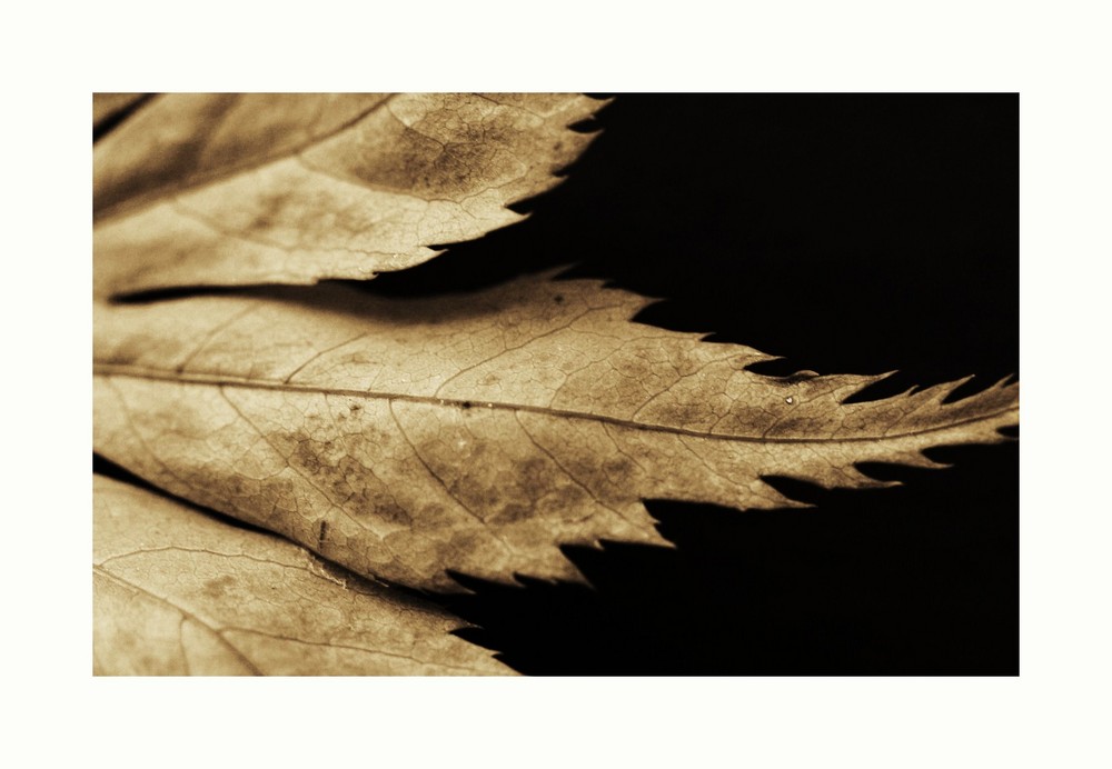 autumn leaf