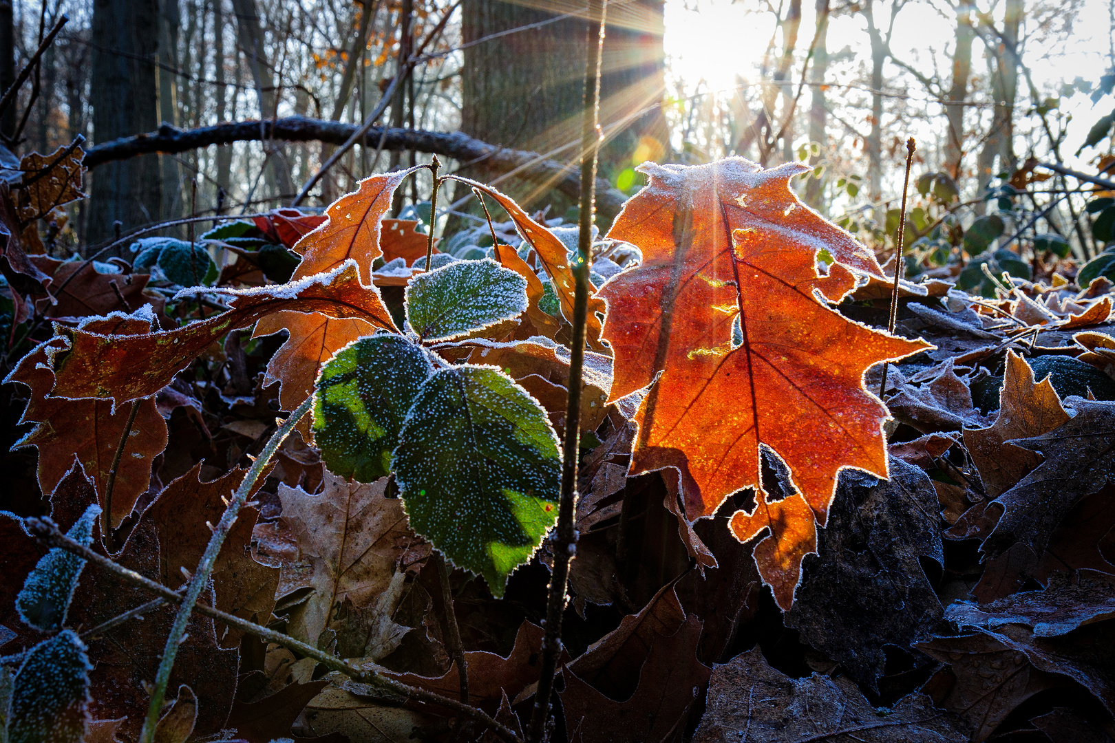 Autumn Leaf