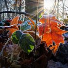 Autumn Leaf