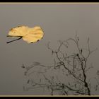 Autumn leaf