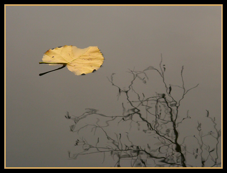 Autumn leaf