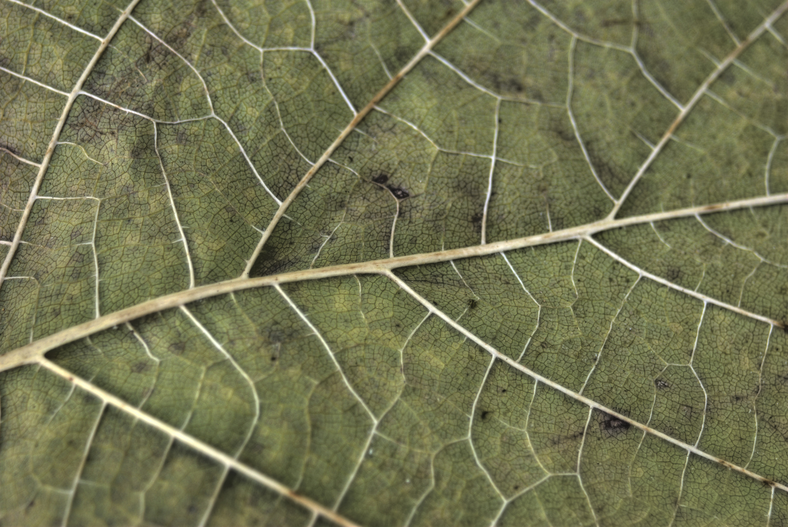 Autumn Leaf