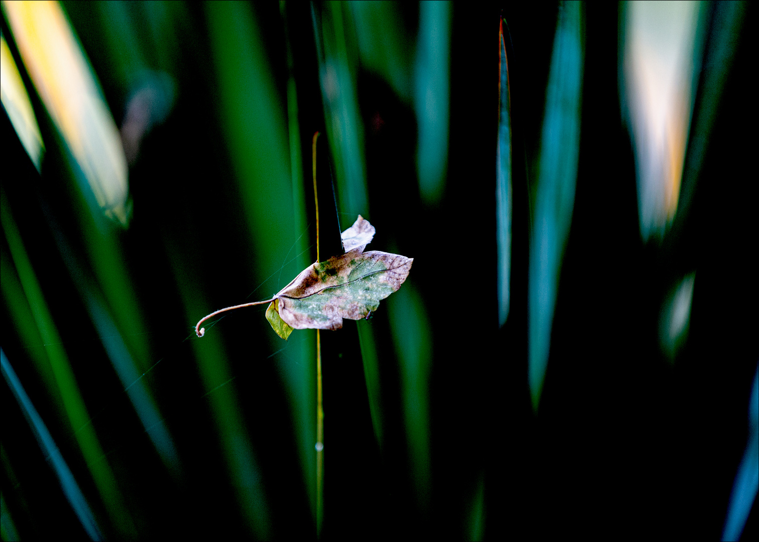 autumn leaf.