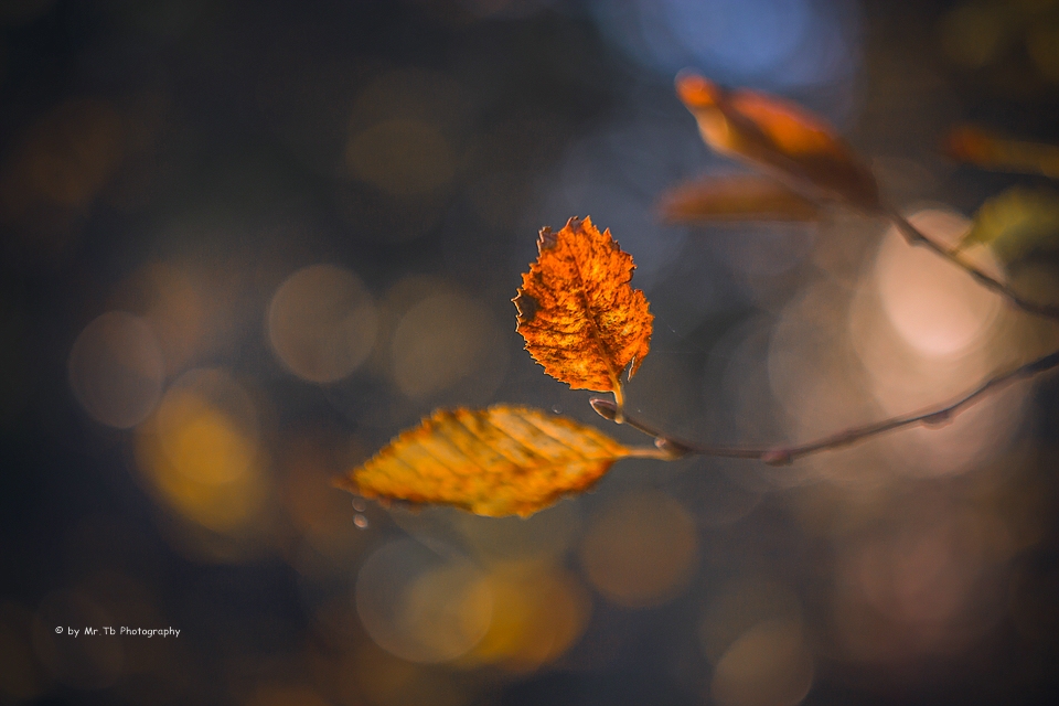 Autumn Leaf (II)