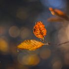 Autumn Leaf (II)