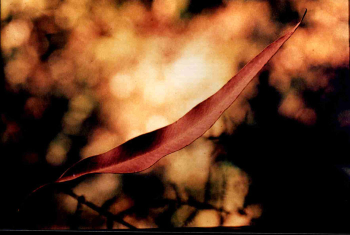 Autumn leaf in Suspension