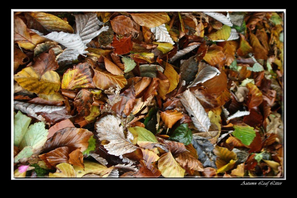 Autumn Leaf Litter