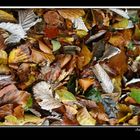 Autumn Leaf Litter