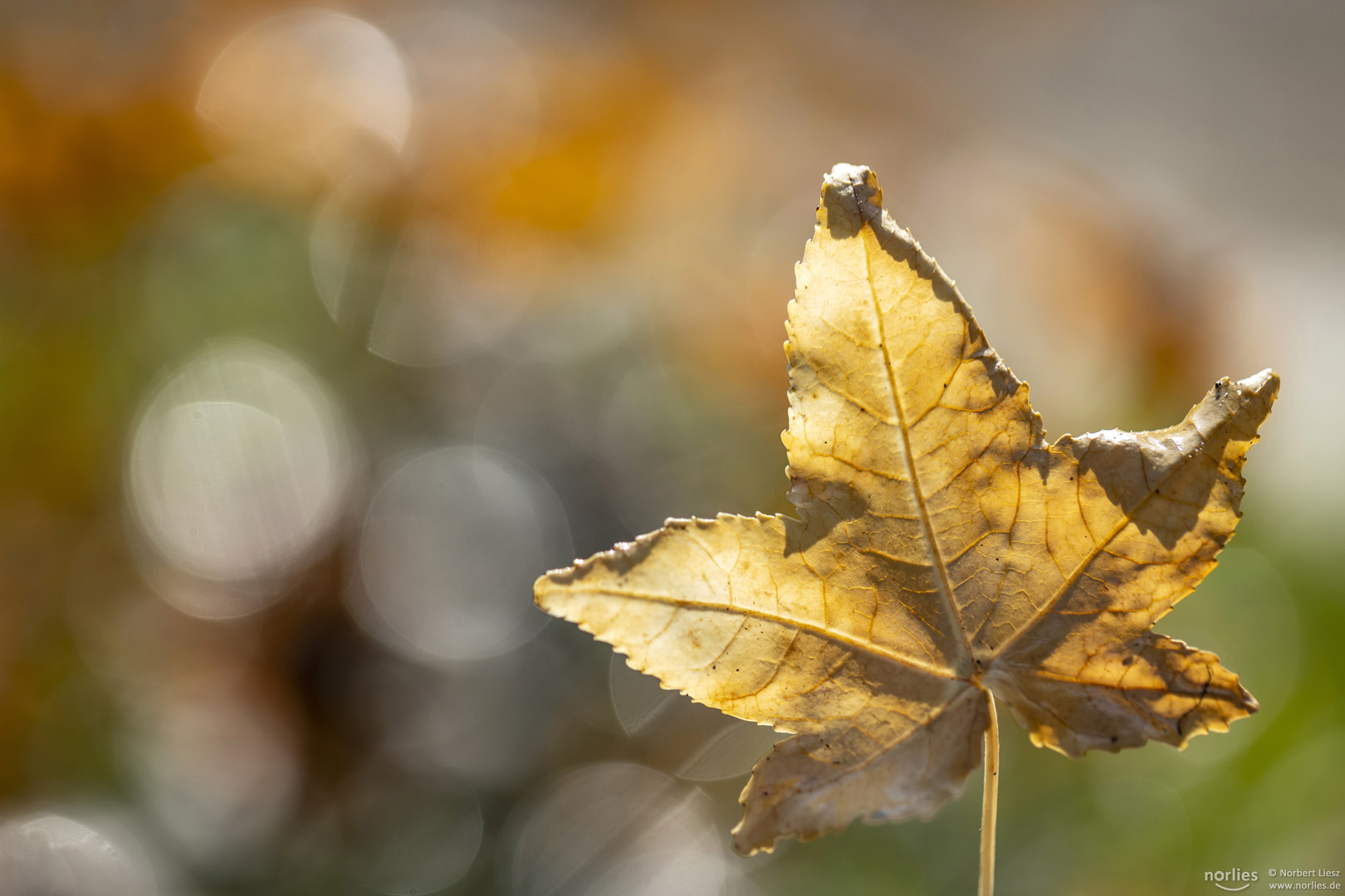 autumn leaf with reflections