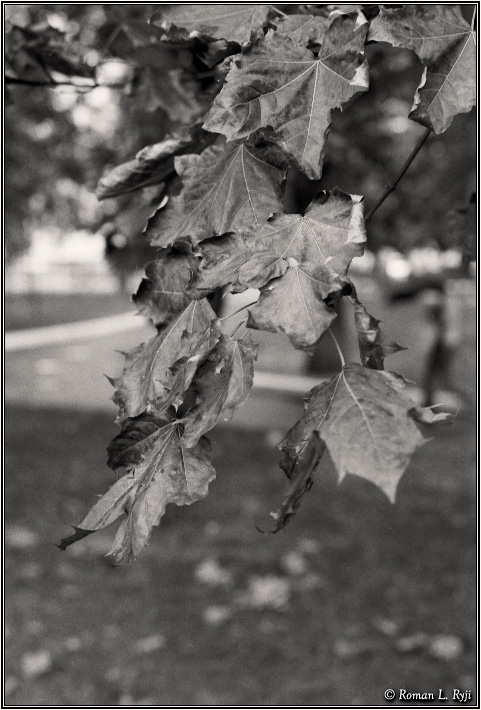 Autumn Leafs