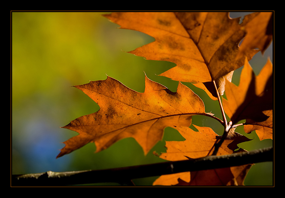 Autumn leafs... #2