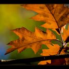 Autumn leafs... #2