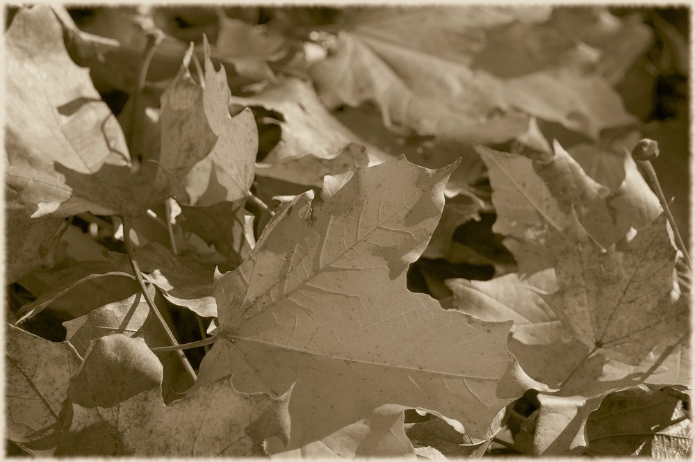 Autumn Leafs