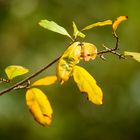 Autumn leafs