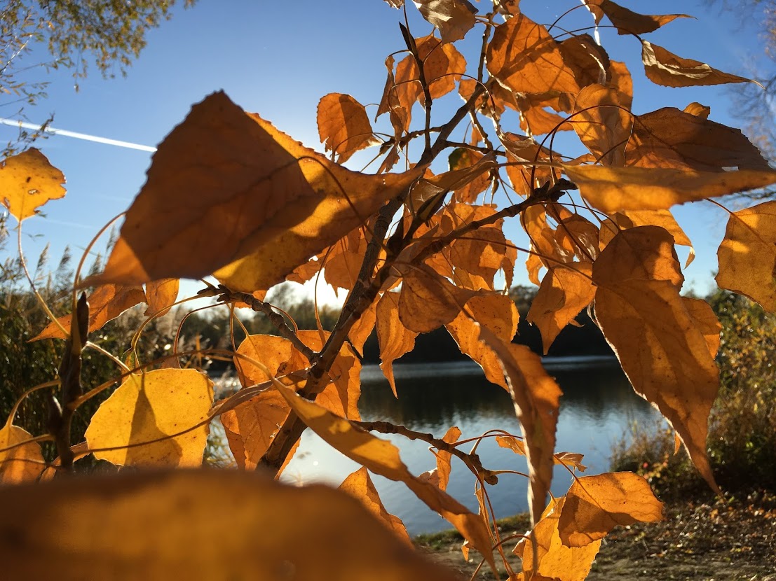 Autumn Leafs