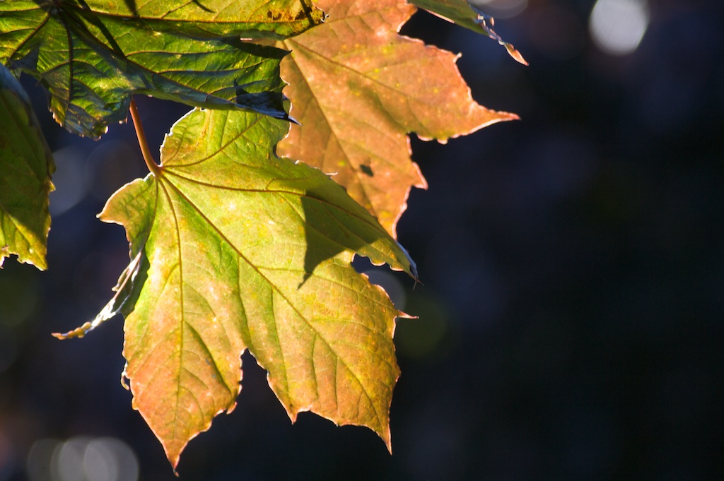 Autumn leave