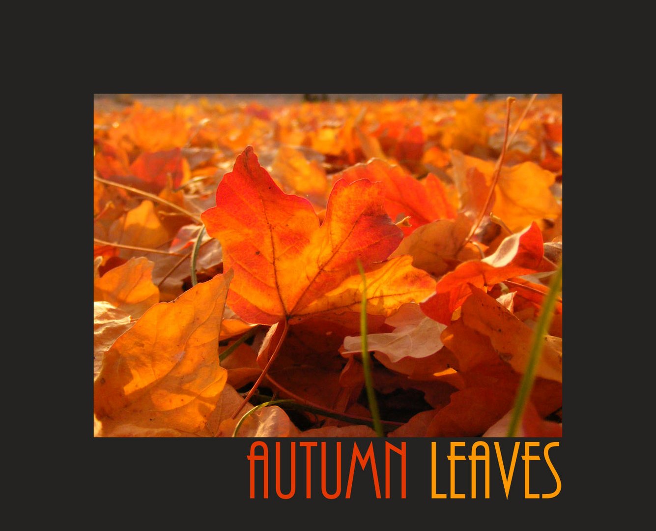 autumn leaves