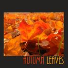 autumn leaves