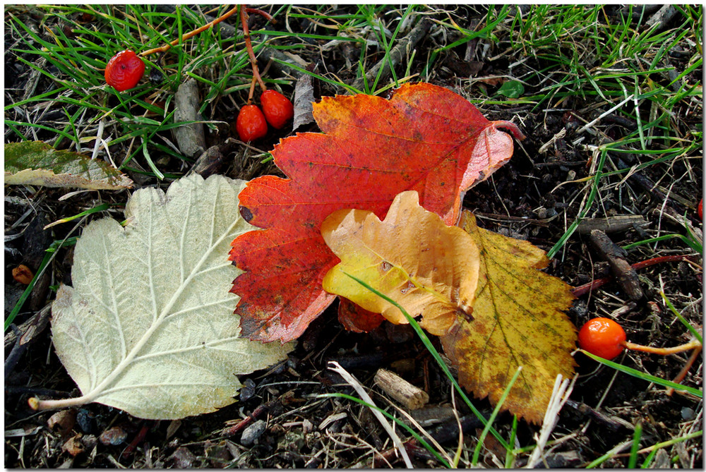 Autumn leaves