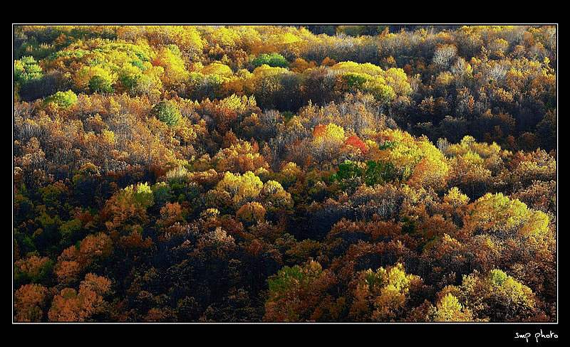 autumn leaves