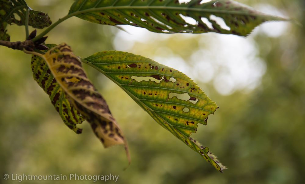 Autumn leaves