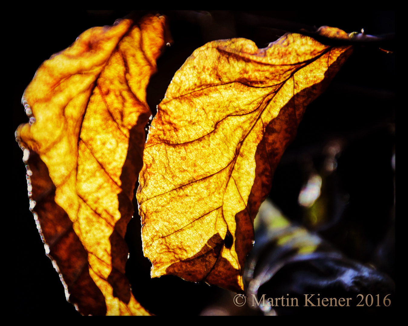 Autumn Leaves