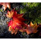 Autumn leaves 1