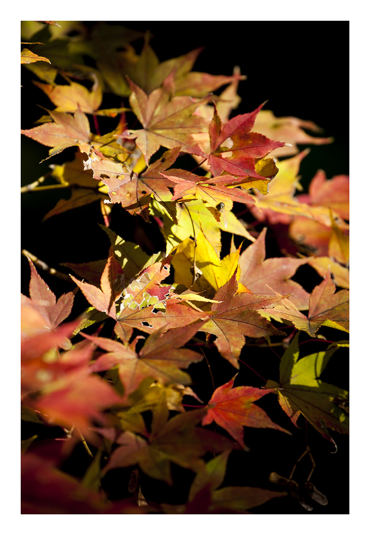 Autumn Leaves-10