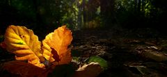 Autumn leaves (10)