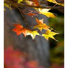 Autumn Leaves-11