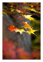 Autumn Leaves-11