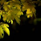 Autumn leaves (12) 