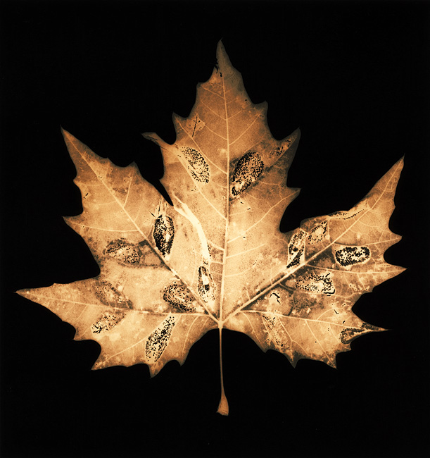 Autumn Leaves #13 Maple Leaf