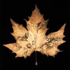 Autumn Leaves #13 Maple Leaf