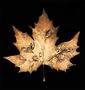 Autumn Leaves #13 Maple Leaf von Wolfgang Moersch