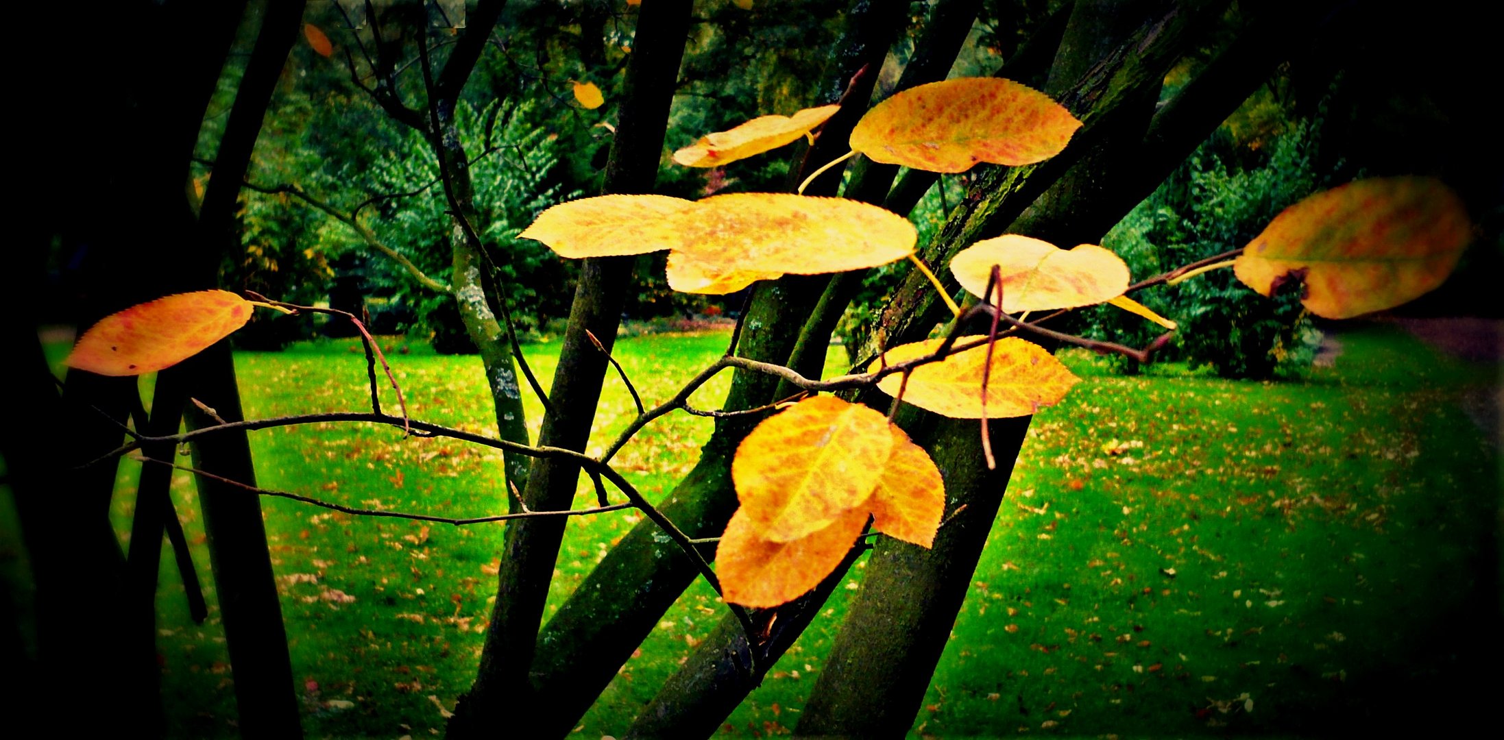 --  autumn leaves  --