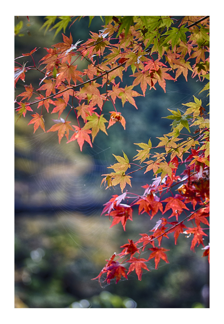 Autumn leaves 2