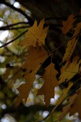 Autumn leaves 2