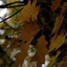 Autumn leaves 2