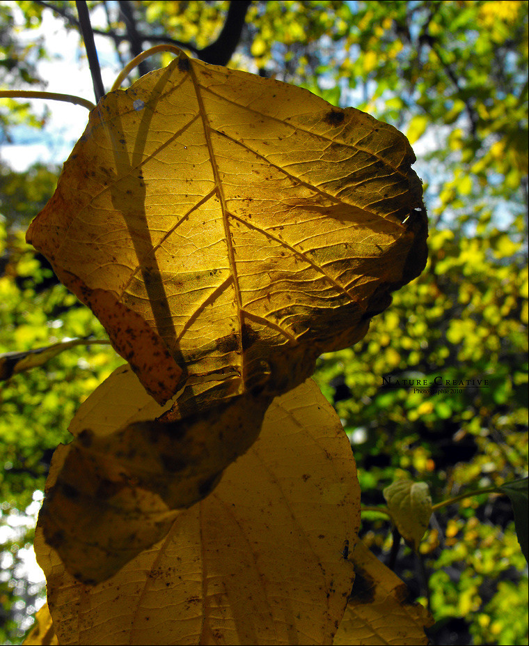 "Autumn Leaves 2"